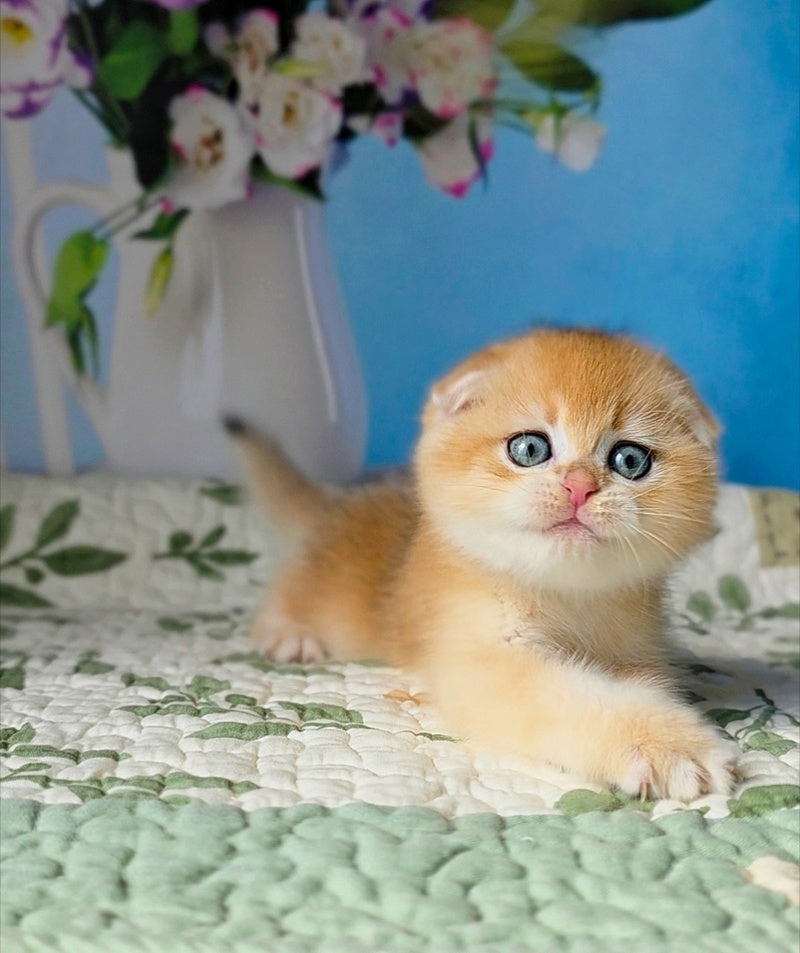 Felix Scottish Fold male, black golden chinchilla