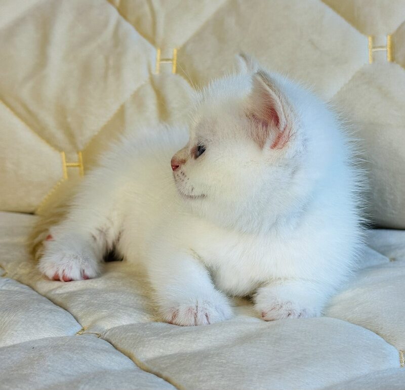 Elio British Shorthair male, red golden shaded pointed
