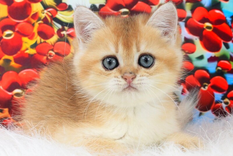 Ricky British Shorthair male, black golden shaded