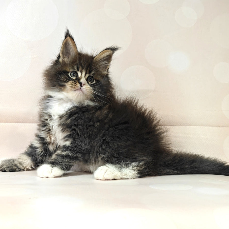 Cosmos Maine Coon polydactyl 6x6x6x6 male, black tabby with white
