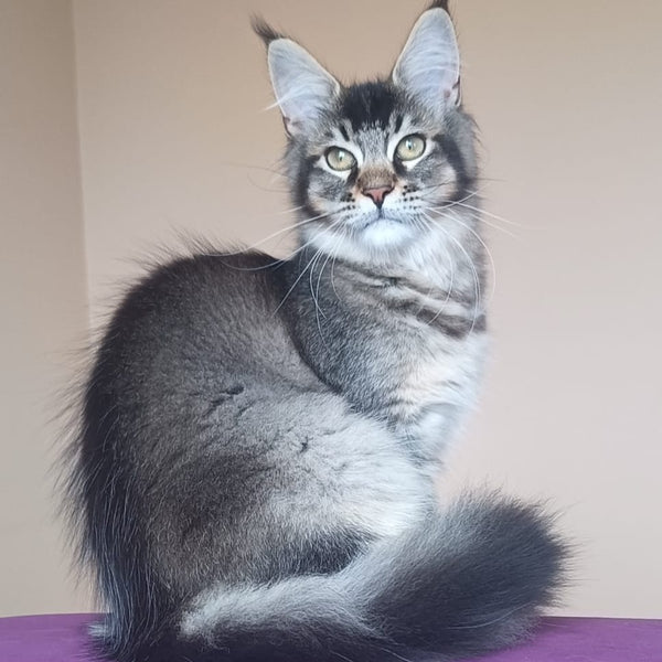 Elif Maine Coon female, black ticked tabby