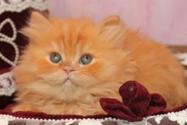 Bow British Longhair male red live animals