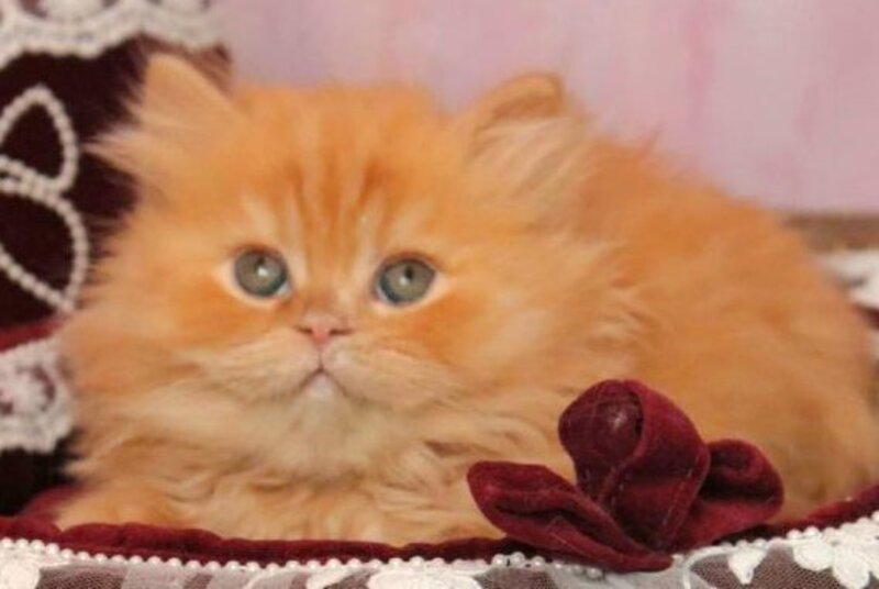 Bow British Longhair male red live animals