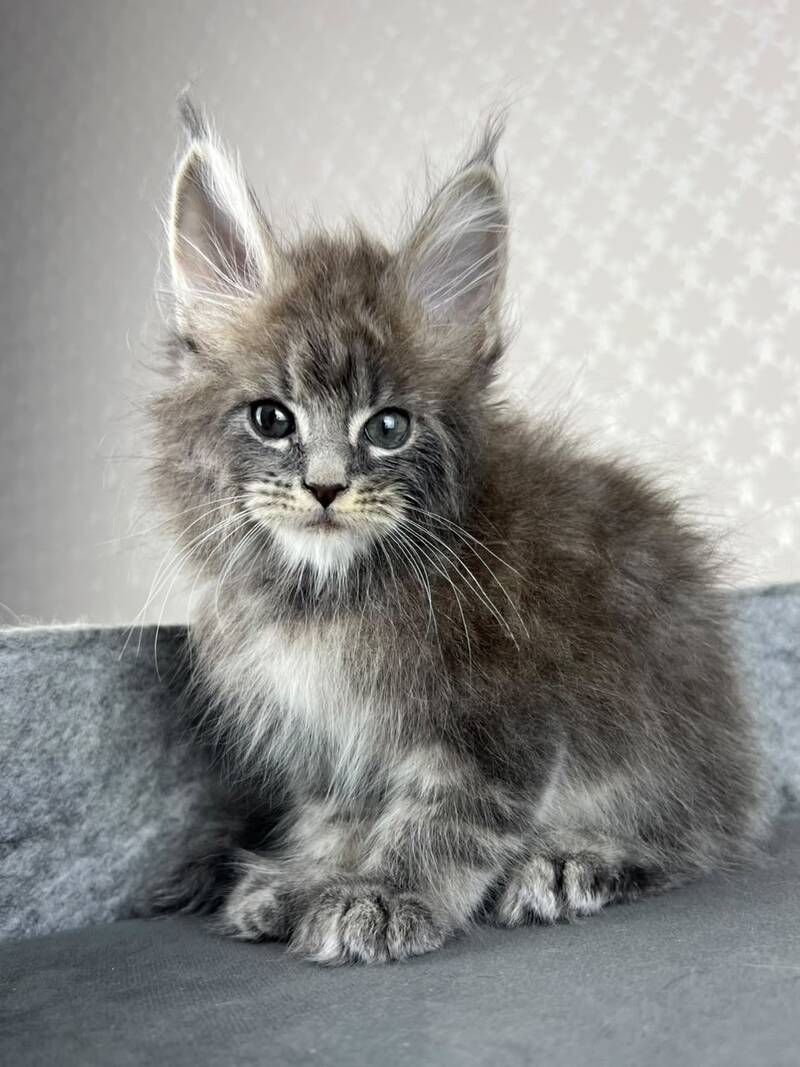 Pop Star Maine Coon male, blue tabby