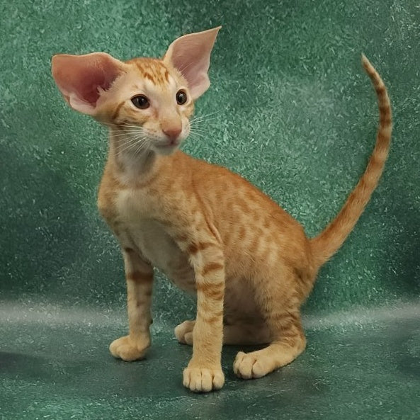 Zаnder Oriental Shorthair male, red spotted tabby