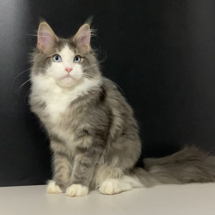 Quinella Maine Coon female, blue bicolour tabby