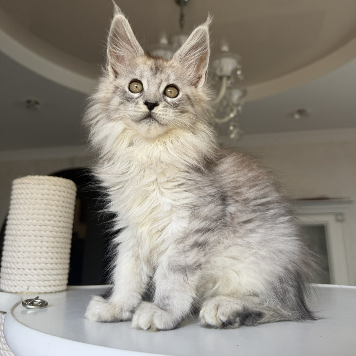 Daruna Maine Coon female, black silver tabby