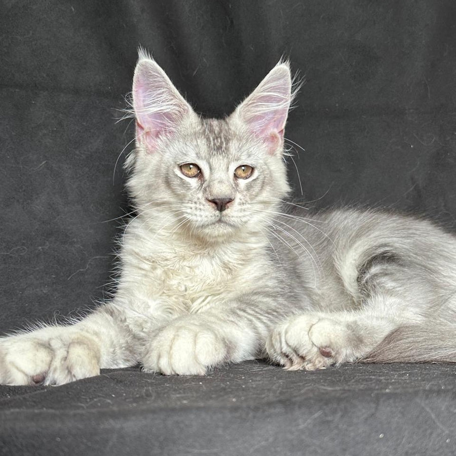 Jet Maine Coon polydactyl 6x6x6x6 male, black silver ticked tabby