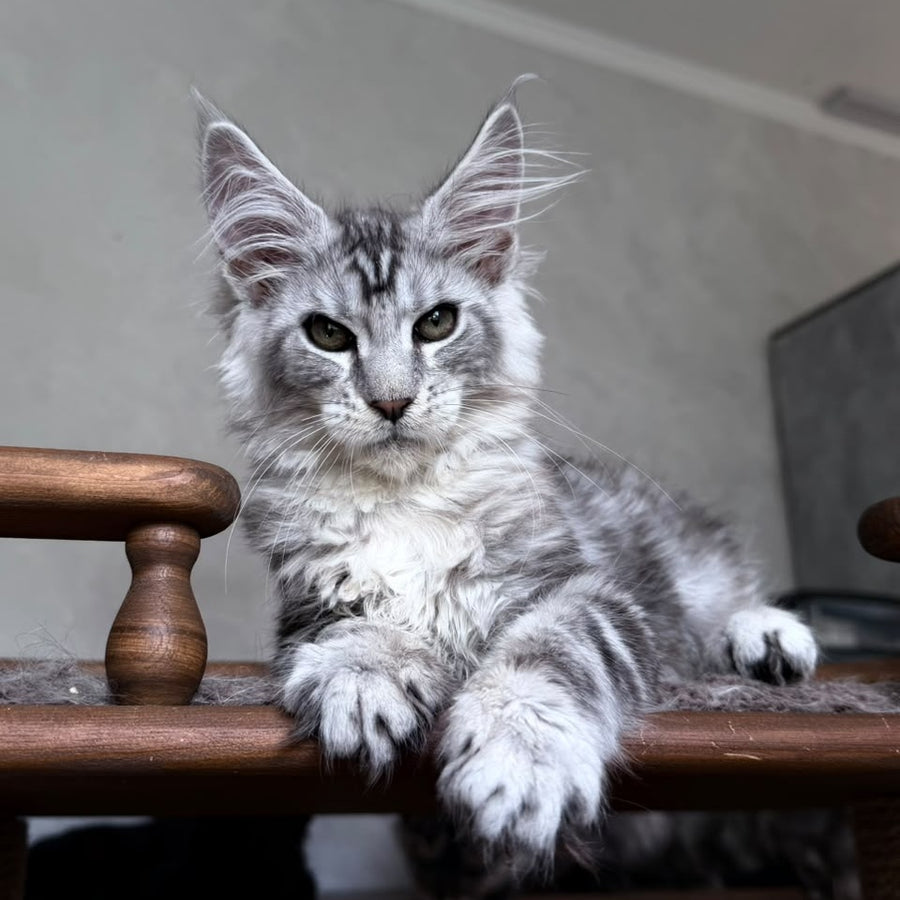 Atlant Maine Coon male, black silver tabby
