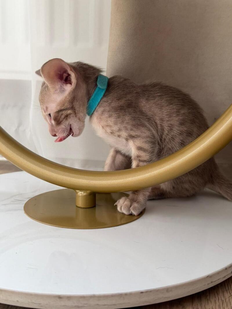 Axel Oriental Shorthair male lilac spotted tabby - live animals