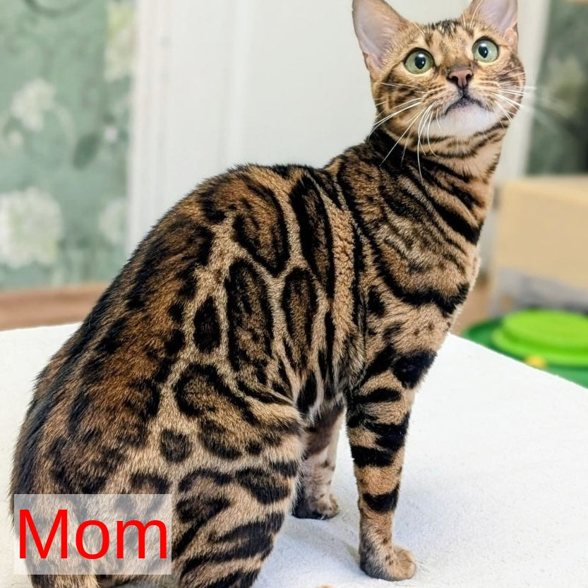 Diana Bengal female, black spotted tabby