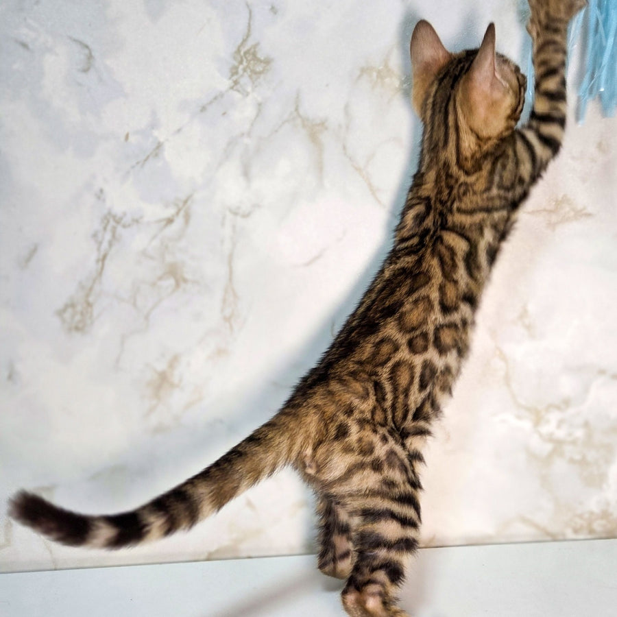 King Bengal male, black spotted tabby