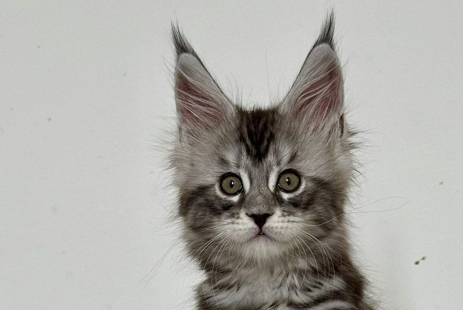 Juna Maine Coon male black silver tabby live animals