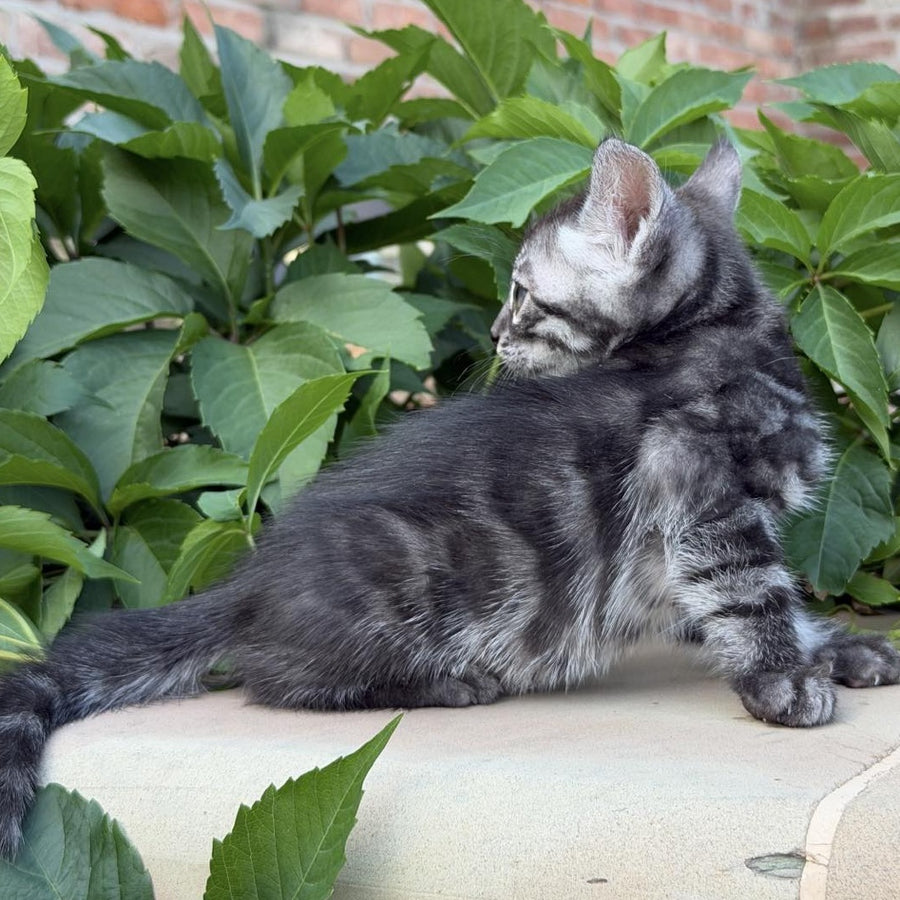 Christian Bengal male, black silver spotted tabby
