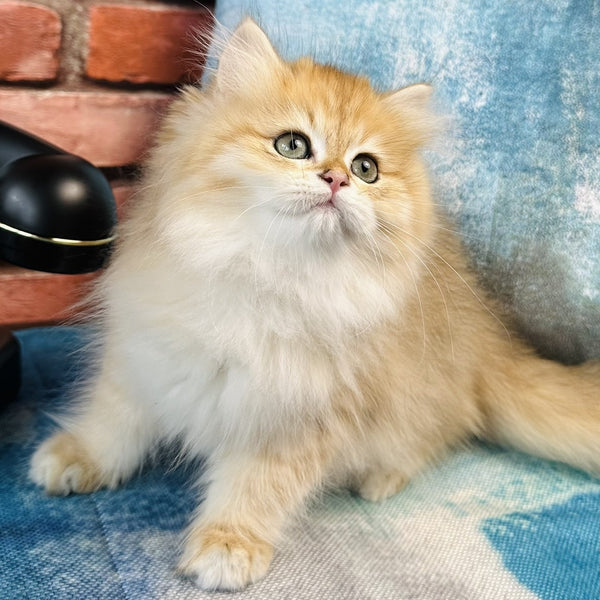 Jasmine British Longhair female, black golden spotted tabby
