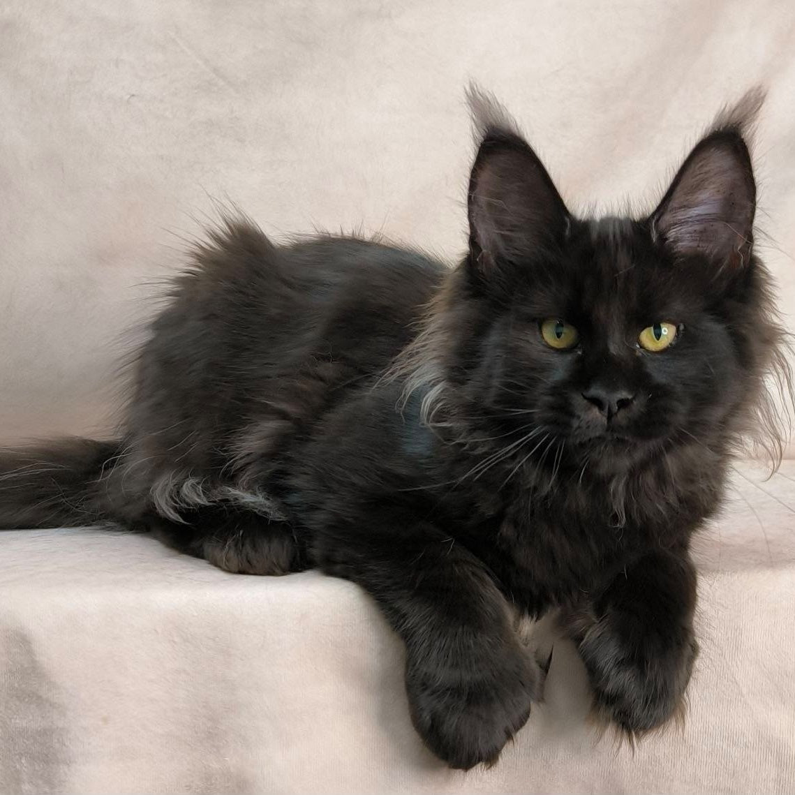 Freya Maine Coon polydactyl female, black