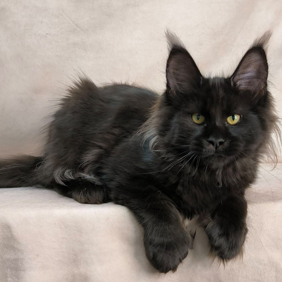 Freya Maine Coon polydactyl female, black