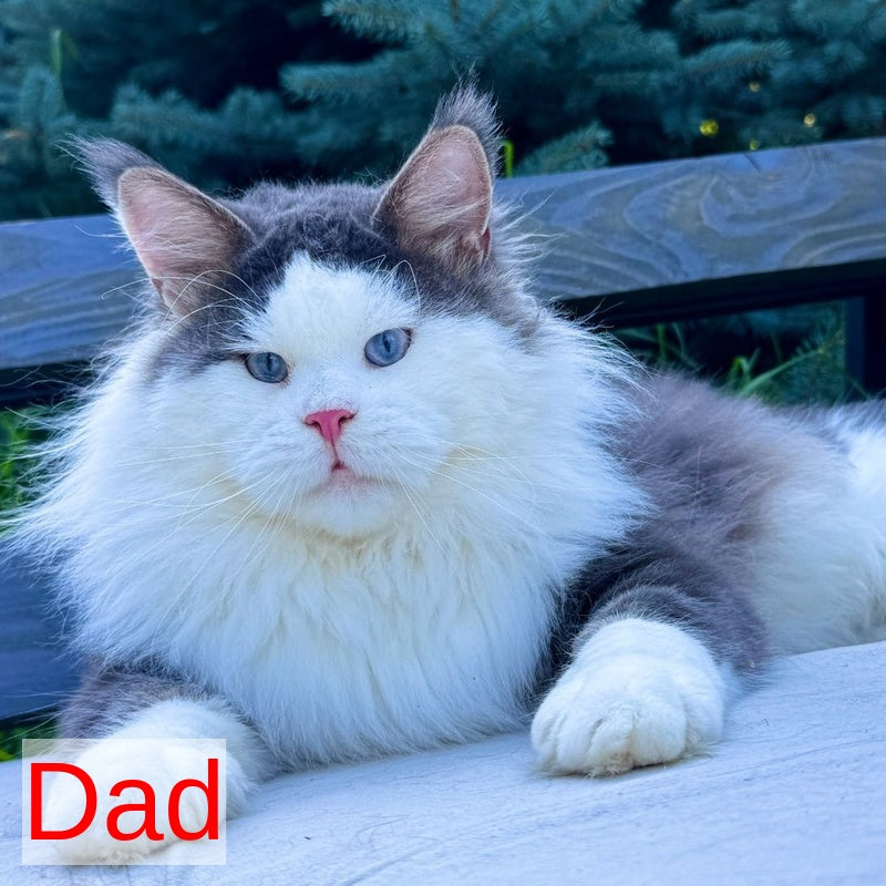 Winston Noir Maine Coon male, cream tabby