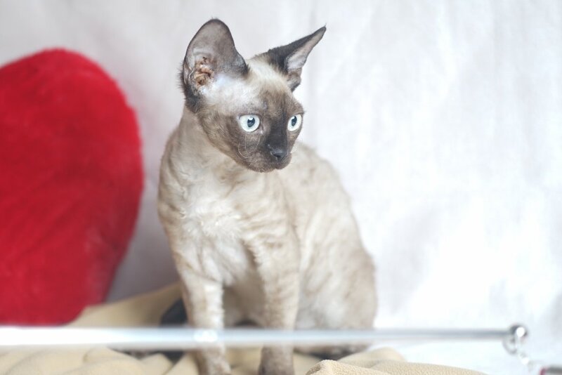 Iriska Devon Rex female chocolate pointed - live animals