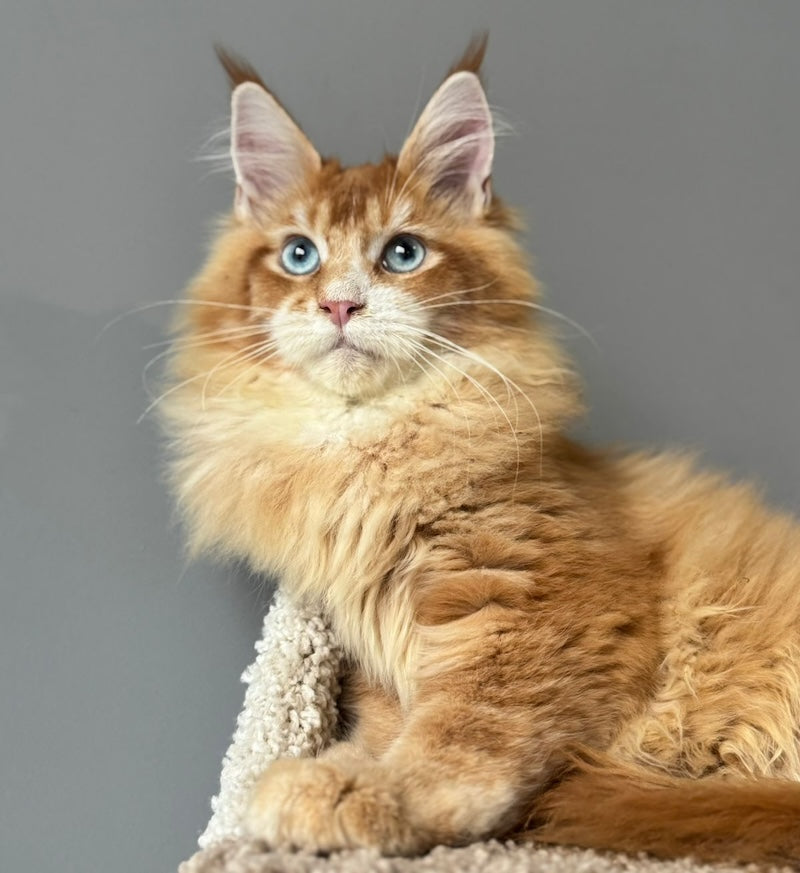 Ferdenant Maine Coon male, red ticked tabby with white