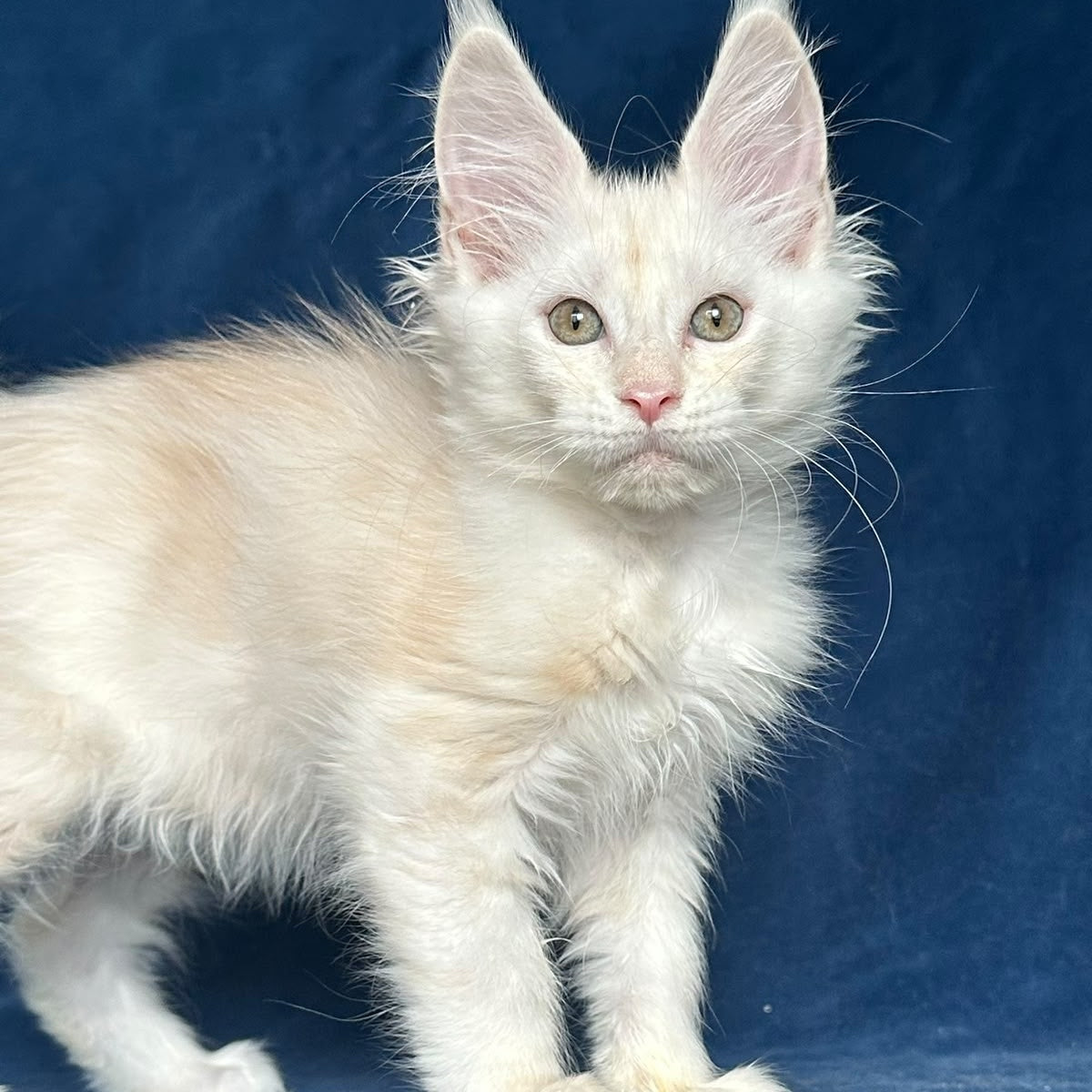 Nessi Maine Coon female, red silver shaded