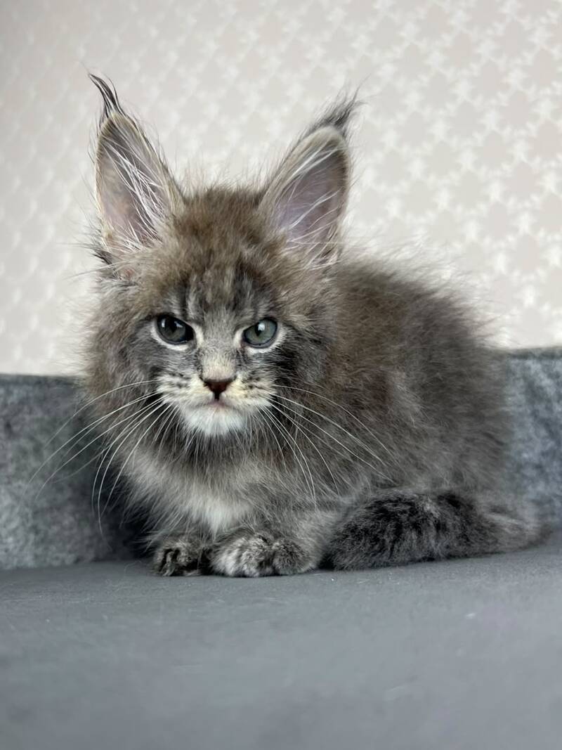 Paradise Maine Coon male, blue tabby