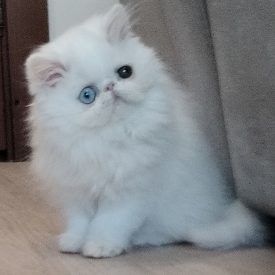 Holly Persian female, white