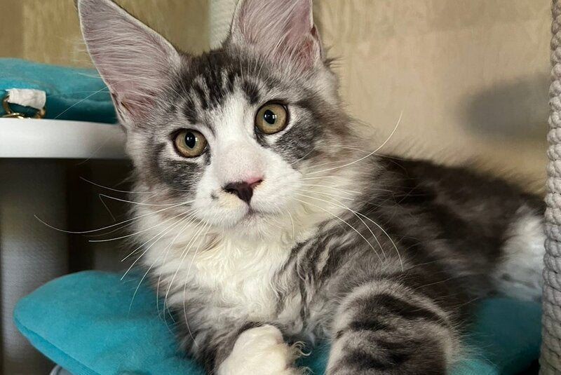 Mario Maine Coon male, black silver tabby