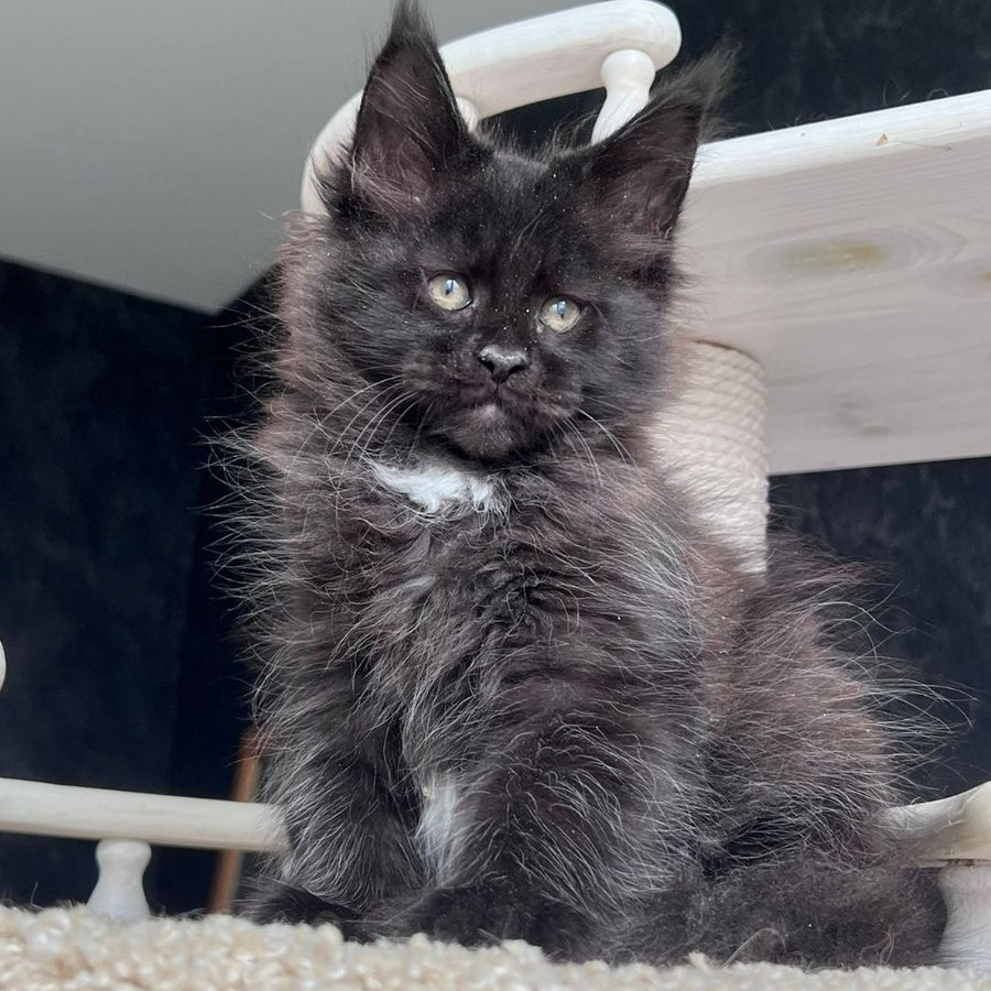 Onix Maine Coon female, black with white