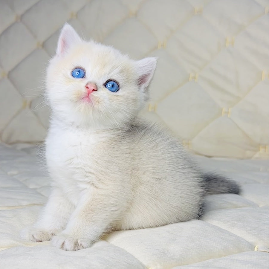 Fistashka British Shorthair female, blue golden shaded