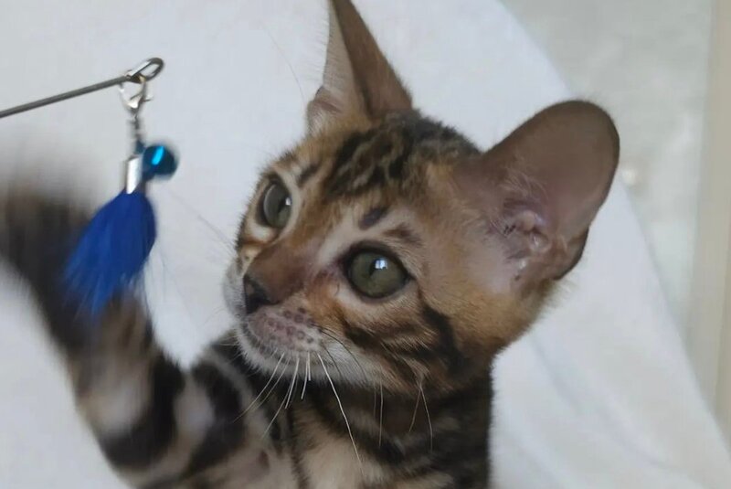 Тomagochi Bengal male black spotted tabby - live animals