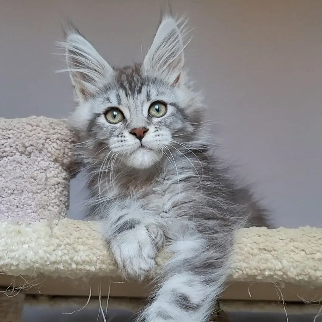 Hugo Maine Coon polydactyl 6x6x6x6 male, black silver tabby