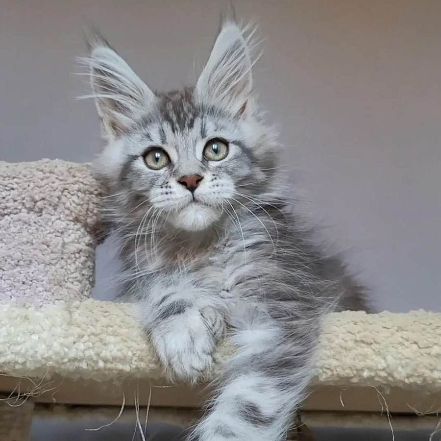 Hugo Maine Coon polydactyl 6x6x6x6 male, black silver tabby