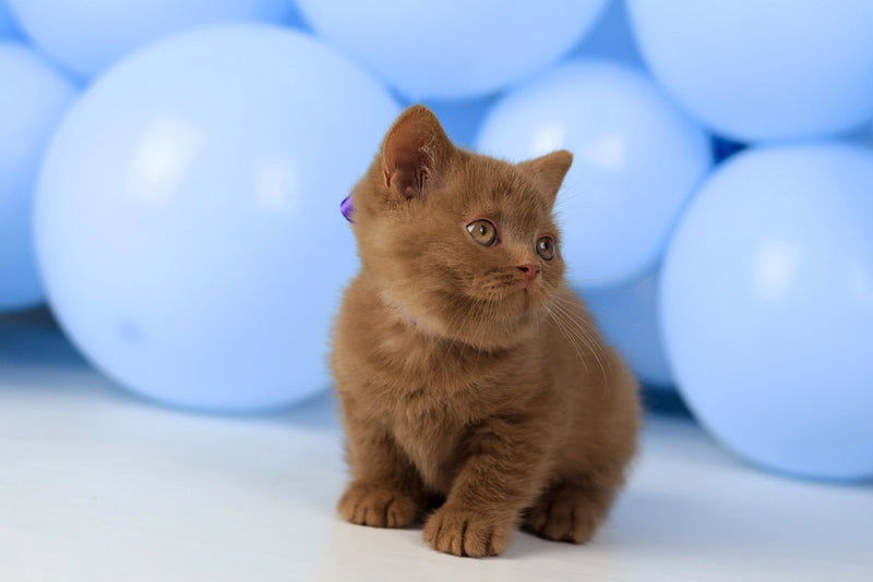 Zachar British Shorthair male, cinnamon