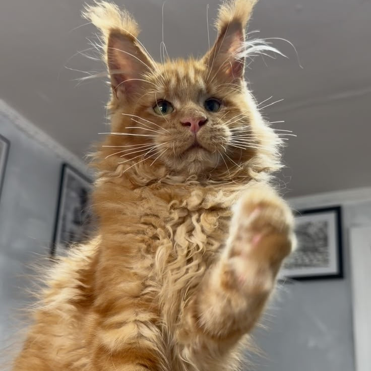 Elf Maine Coon male, red