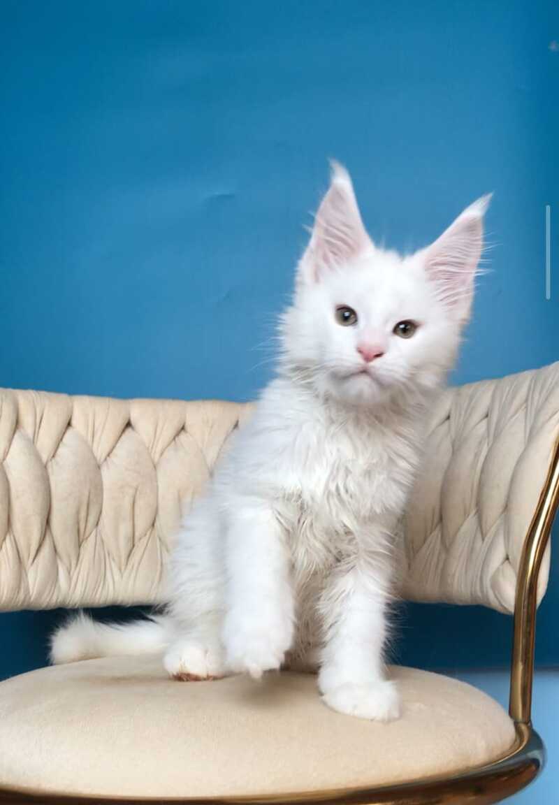 Xarvi Maine Coon male, white