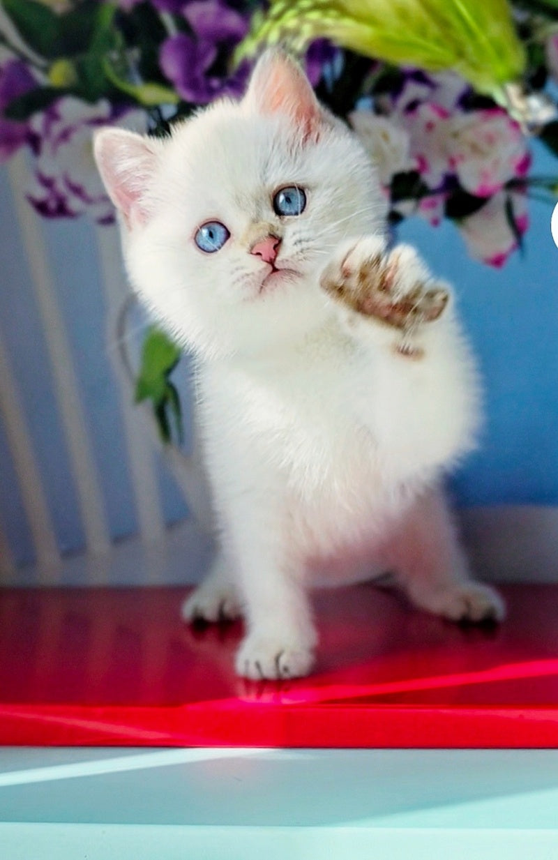 Diana British Shorthair female, black golden shaded pointed