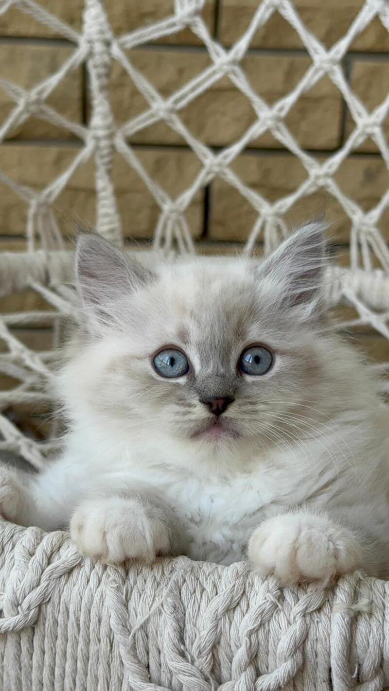 Even Siberian male, blue pointed bicolour