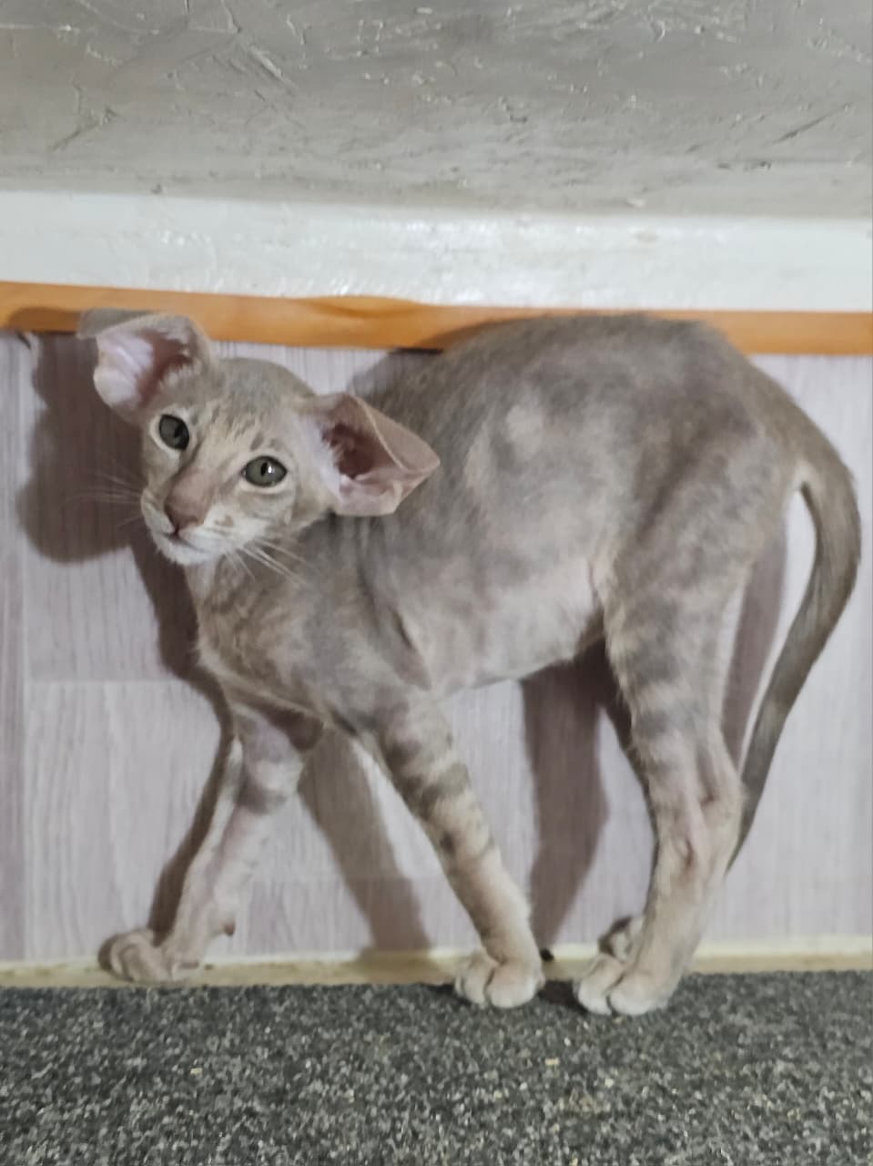 Хperia Oriental Shorthair female, lilac tabby
