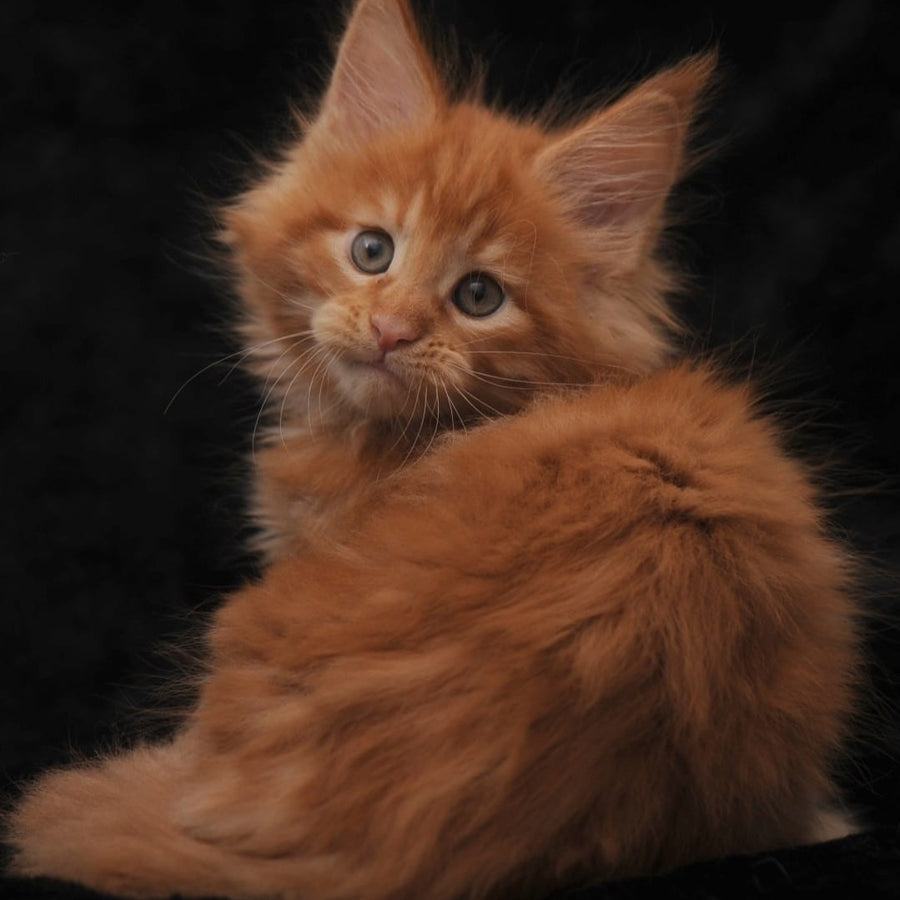 Stafy Maine Coon female, red