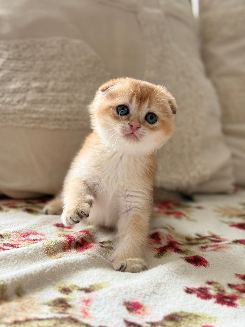 Senya Scottish Fold male, black golden shaded