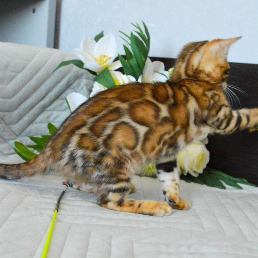 Odysseus Bengal male, black spotted tabby