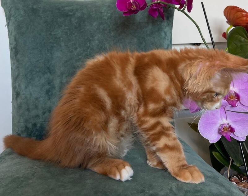 Archer Maine Coon male, red tabby
