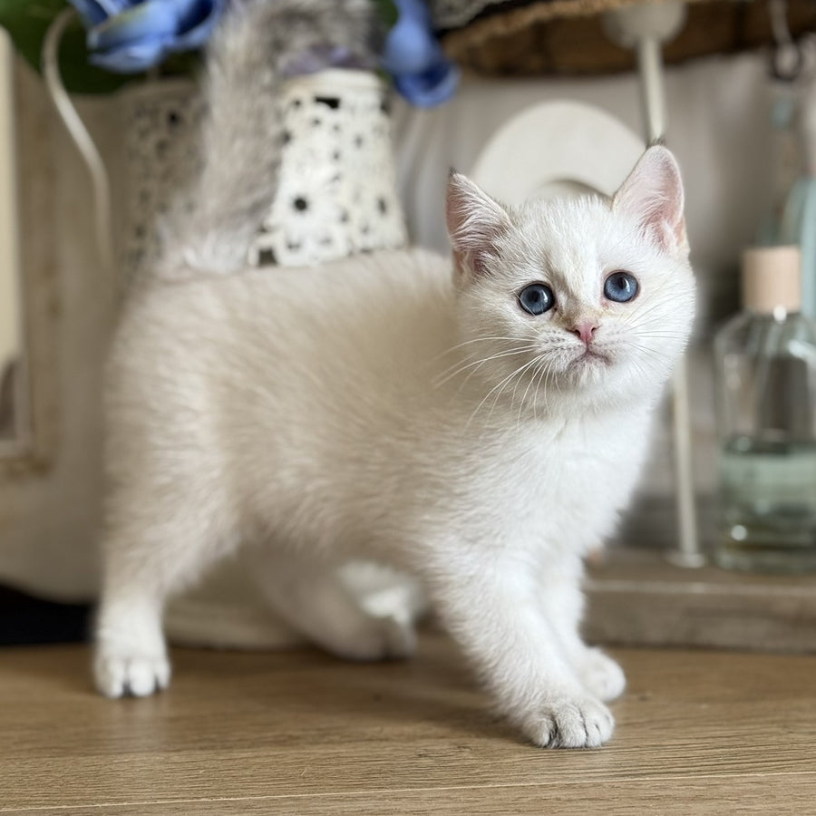 Maya British Shorthair female, black golden shaded pointed