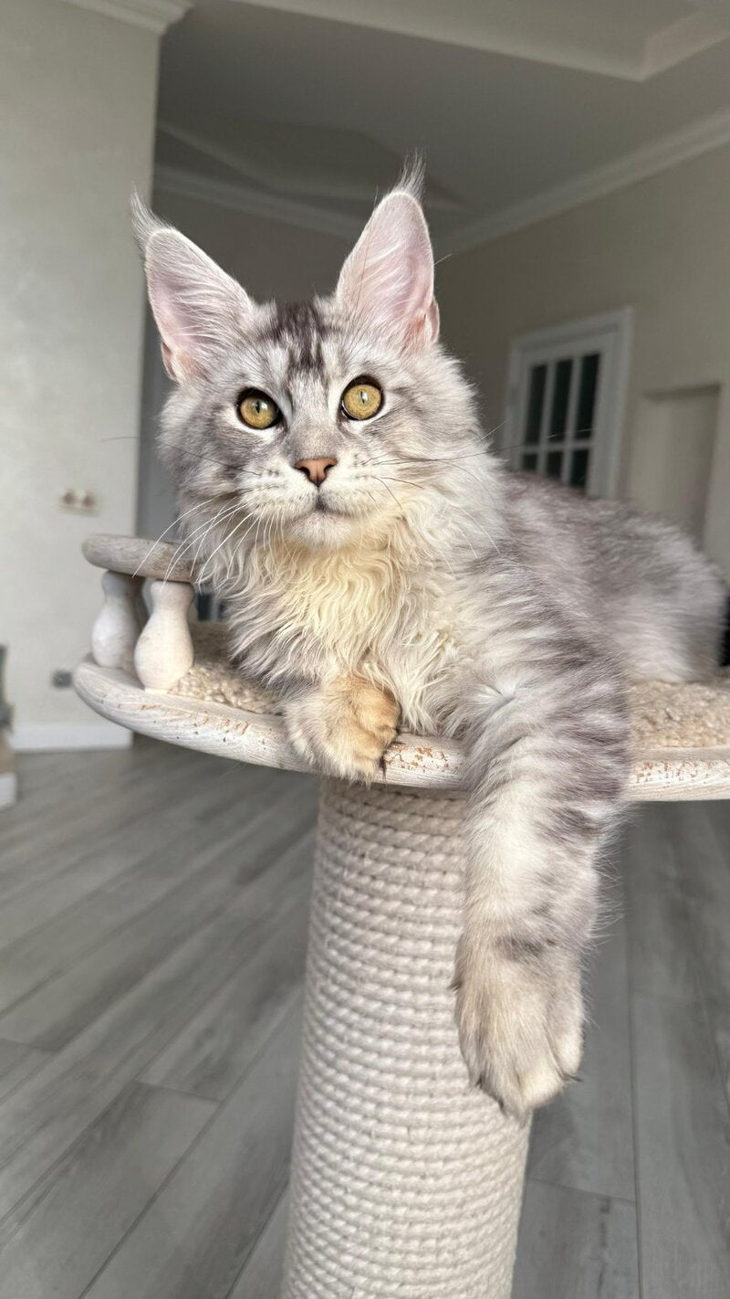 Jerry Maine Coon male, black silver ticked tabby