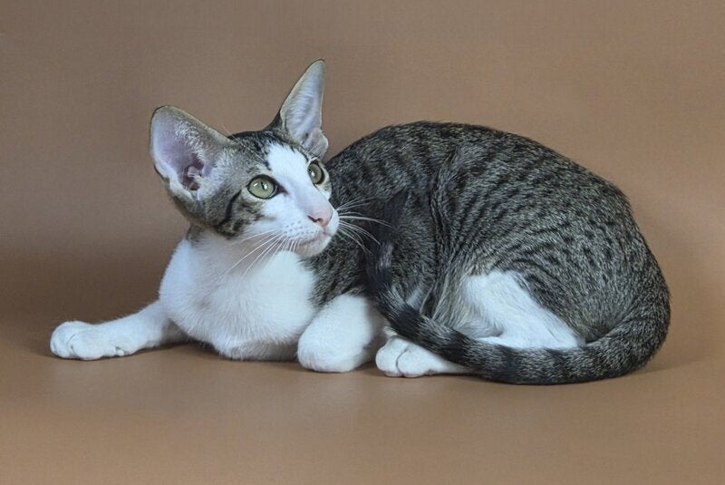 Ulya Oriental Shorthair female black bicolour spotted tabby - live animals
