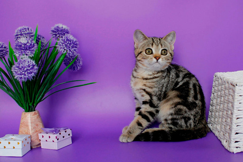 Kelly British Shorthair female, black silver tabby