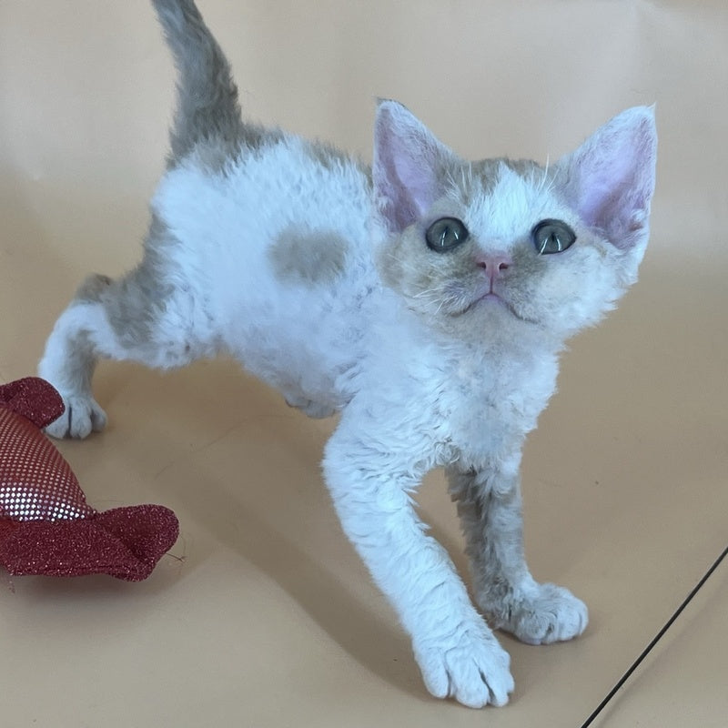 Alex Devon Rex male, red harlequin