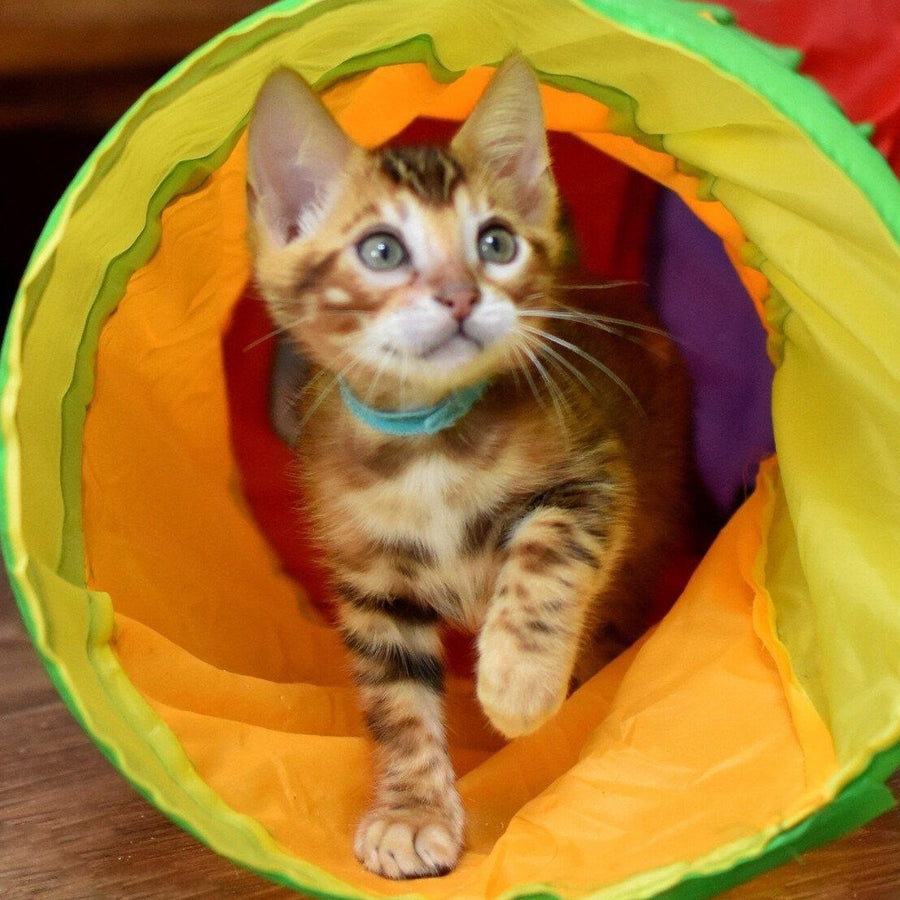 Perseus Bengal male, black spotted tabby