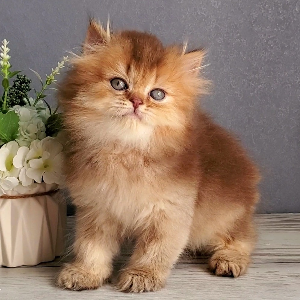Ginger British Longhair male, chocolate golden ticked tabby